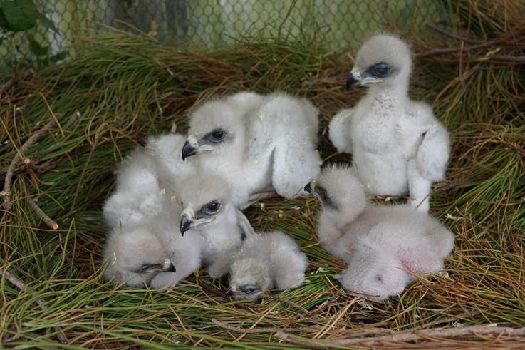 El proyecto LIFE Rupis comienza con su programa de educación ambiental en Salamanca y Zamora