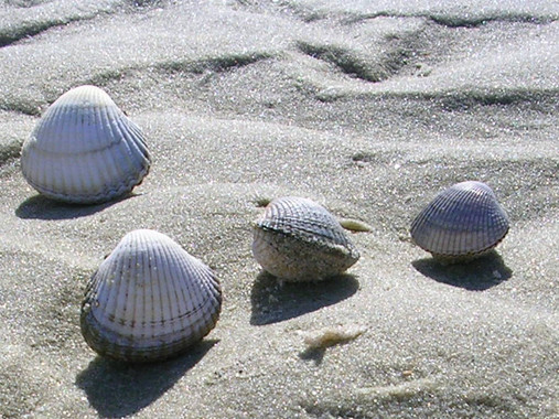 Los moluscos son propensos a infectarse con cánceres contagiosos