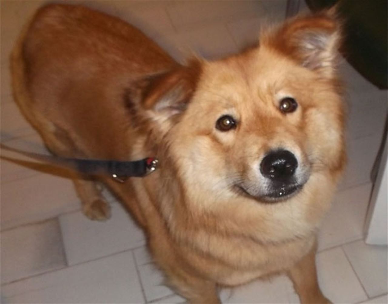 El Centro Canino El Xelán incumple todos los requisitos para gestionar la recogida de animales abandonados