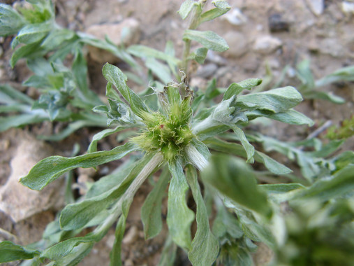 Descubren una nueva especie de planta de la península ibérica y Marruecos