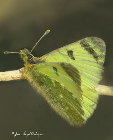 Mariposas de la Sierra de Baza: La mariposa Baza (Euchloe bazae)