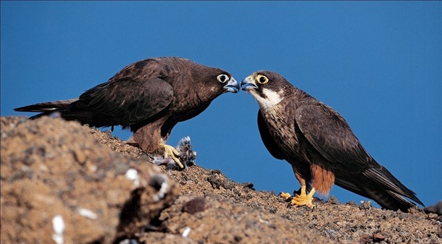 Los halcones y la malaria aviar