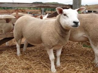 Las ovejas se distinguieron de las cabras hace 4 millones de años