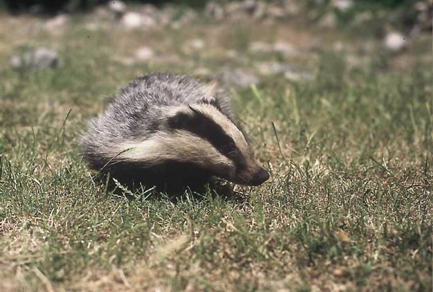 Ya conoces el curso sobre mamíferos de IUSC