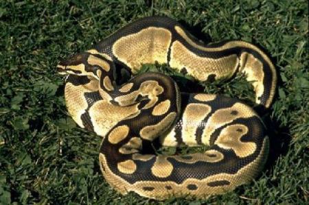 Dos serpientes pitones de Birmania de Terra Natura Murcia comienzan su apareamiento