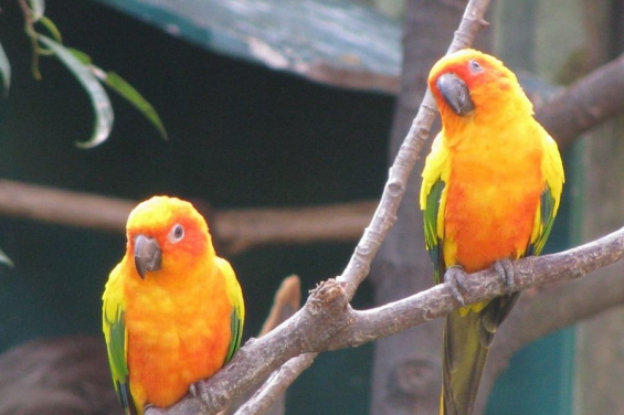 Cuatro de cada diez loros tropicales americanos están en peligro