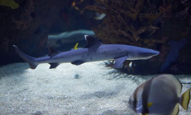 El Oceanogràfic exhibe por primera vez dos tiburones de puntas blancas