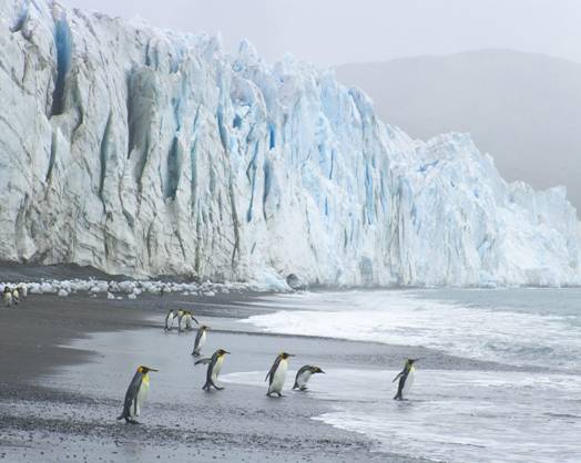 2.500.000 firmas ‘claman’ por la declaración de Santuario Protegido al ‘POLO NORTE’