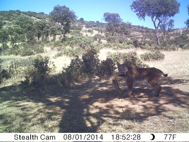 Los ocho linces reintroducidos en Castilla-La Mancha se han adaptado con normalidad a sus nuevos territorios