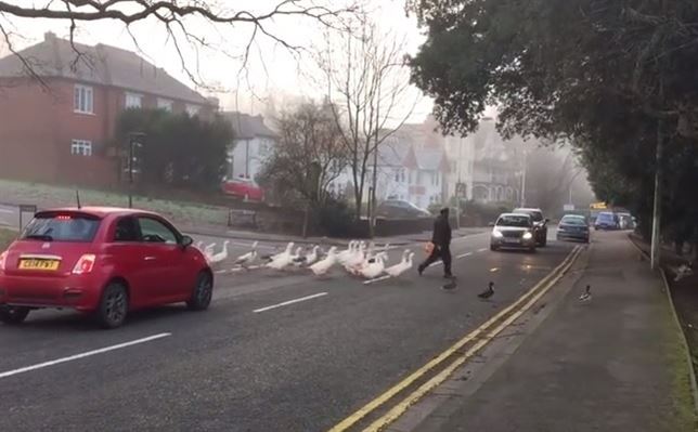 El hombre que amaba a los pájaros (Vea VIDEO)