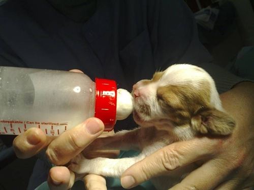 Investigadores de la UCM logran un método para alimentar animales con paladar fisurado y una técnica para su curación