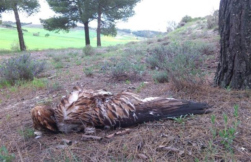 Flagrantes casos en cotos de envenenamiento en La Rioja