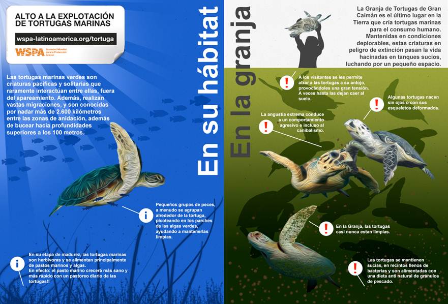 Explotación de tortugas marinas en Islas Caimán