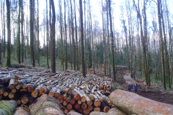 Argentina. Marchan hoy en contra de la ley de bosques en Córdoba