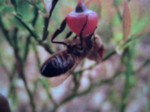 Cantabria utiliza la apicultura para rehabilitar ecosistemas de especies en peligro