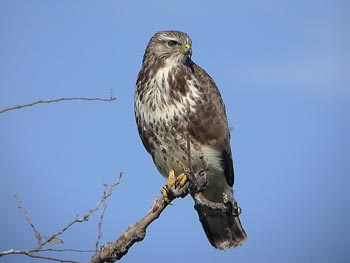 Murcia libera dos ejemplares de aguililla calzada y un busardo ratonero en la Peña del Águila