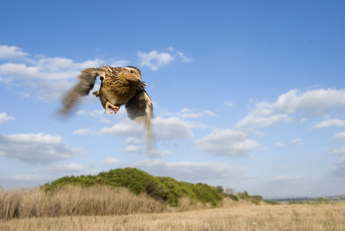 La Federación Andaluza de Caza ‘sancionada’ por organizar tiradas de codornices a máquina