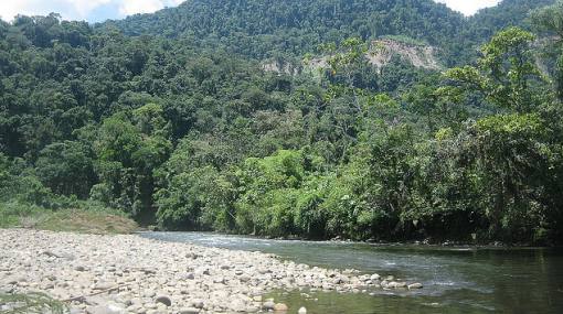 Los árboles tiemblan en la selva de Texaco