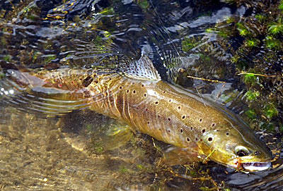 Vertido a un río en Baralla (Lugo)