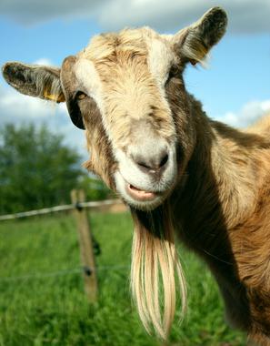 La gran memoria de las cabras