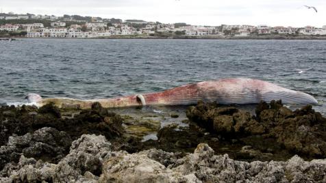 Menorca. Ballena varada en aguas de Es Mercadal