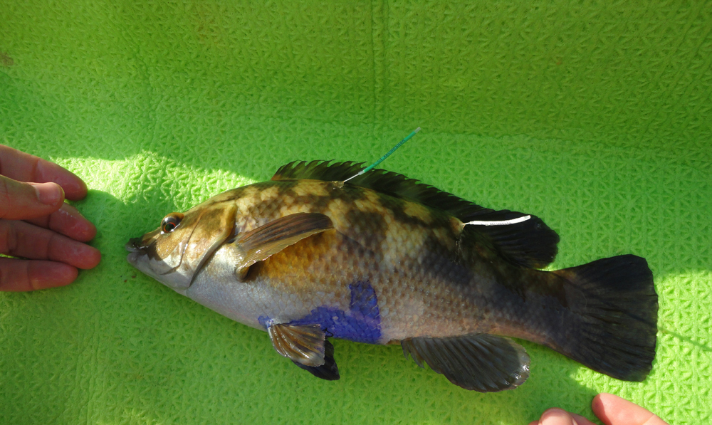 El CSIC estudia las características biológicas de pintos y maragotas en la ría de Vigo