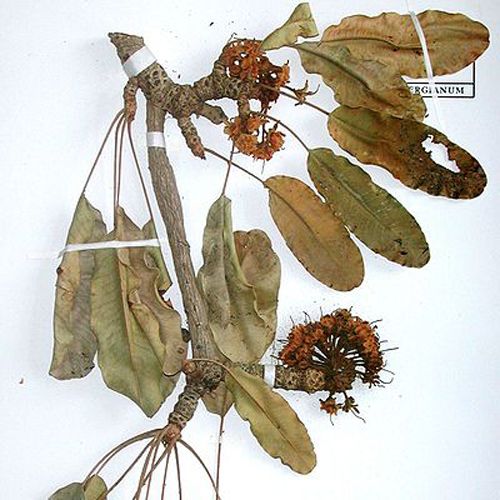 Las plantas prensadas en el siglo XIX