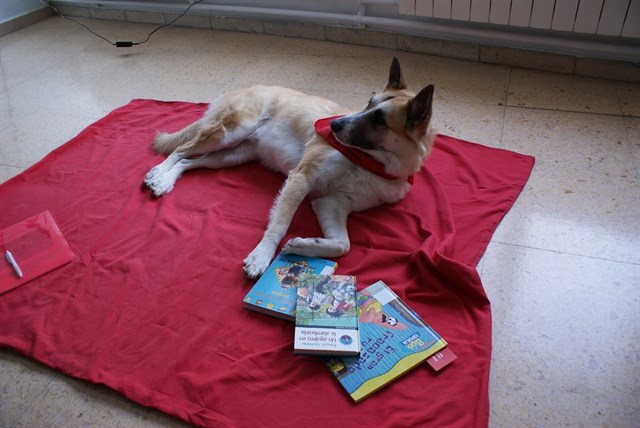 La ordenanza de animales de Santa Cruz de Tenerife garantiza condiciones dignas a los perros