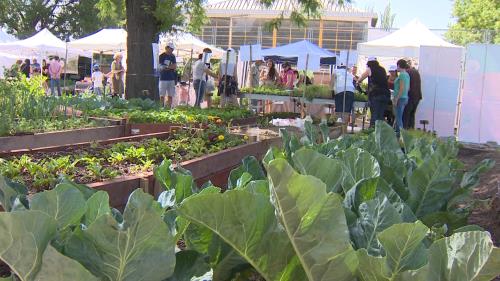 Carmena ve en los huertos escolares una "forma de aprender" y de mostrar a los niños "lo maravilloso que es dar vida"