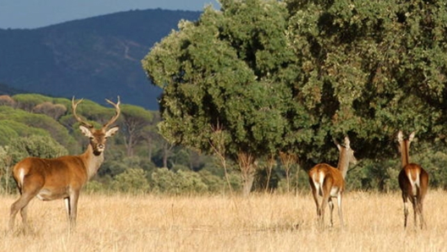 Ante Proyecto de Ley de Caza de Castilla – La Mancha