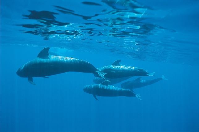 Canarias apuesta fuerte por un santuario de ballenas al este de Lanzarote y Fuerteventura