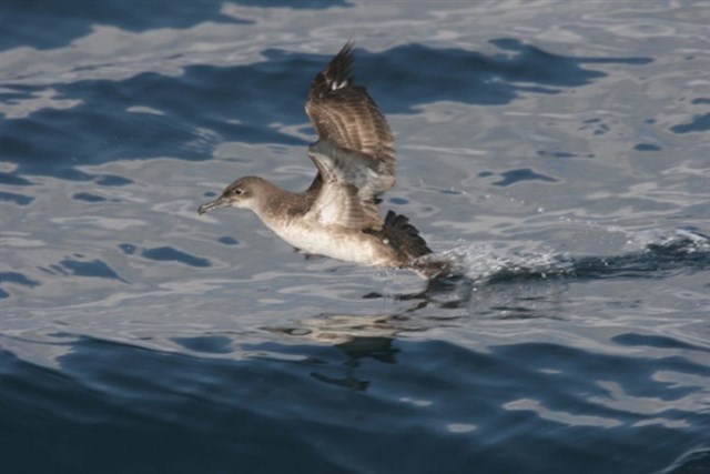 SEO/BirdLife crea el Identificador de Aves