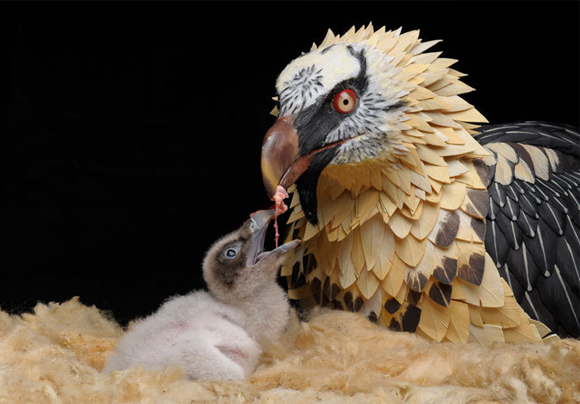 ‘Joseph y Keno los dos pollos de quebrantahuesos en Guadalentín