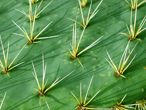 Biodiversidad: plantas inteligentes