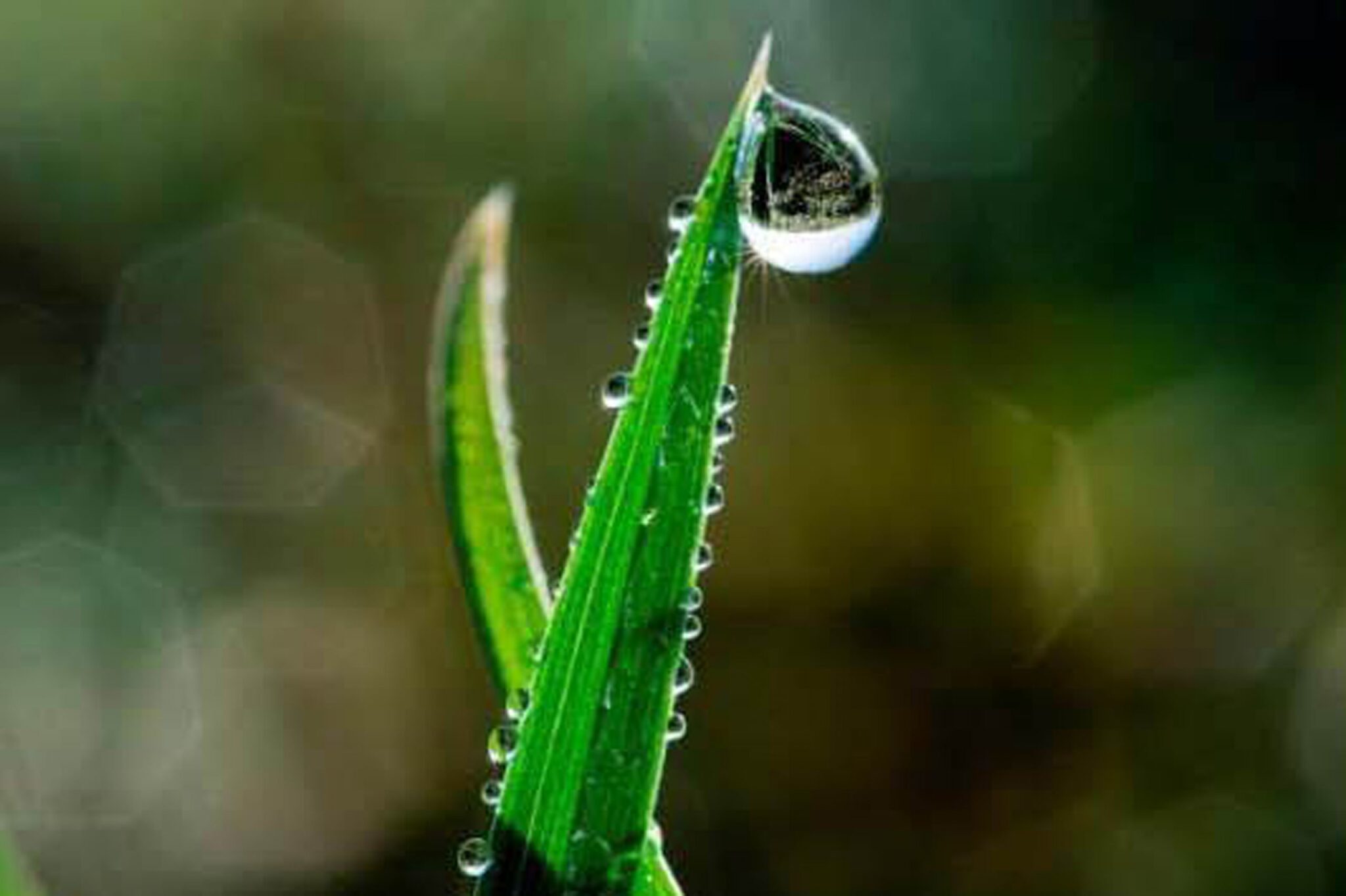 Medio Ambiente. La excursión ‘Paseando con el macro’ permitirá a los participantes aprender a fotografiar la naturaleza