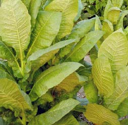 La Junta autoriza un gasto de 20 millones en ayudas a plantas de curado de tabaco que usen energías renovables