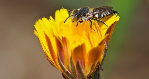 El papel de las abejas silvestres en el éxito de los cultivos