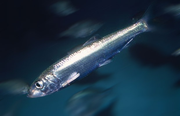 Científicos españoles estudiarán en el estrecho de Gibraltar la ecología del boquerón