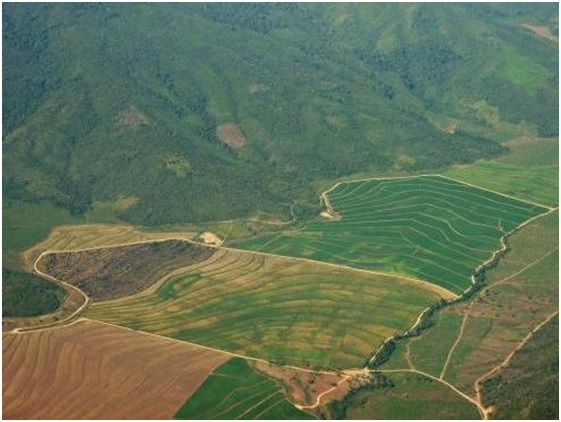 Crédito fiscal para evitar la deforestación en Perú