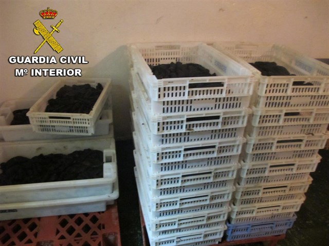 Intervenida una tonelada de pepino de mar en O Morrazo por comercialización irregular