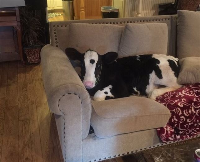Una vaca en el sofa (Vea VIDEO)
