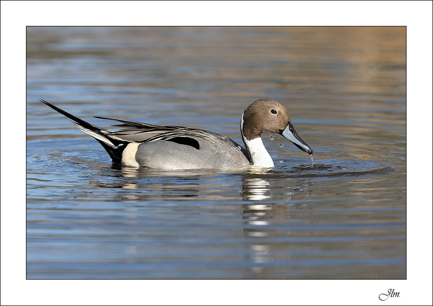 Expertos abogan por prohibir los perdigones de plomo por salud