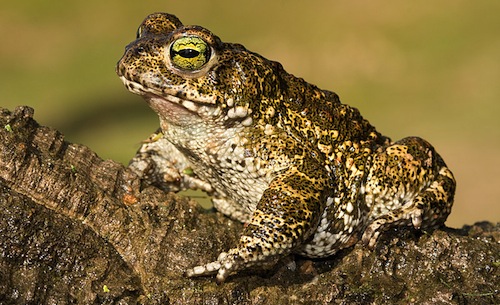 Cerca de Las Salinas del Rasall