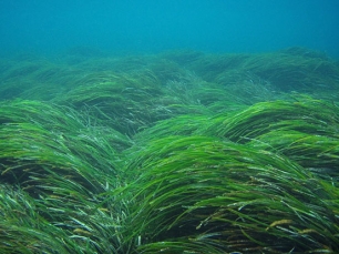 Curso de IUSC online sobre Gestión Sostenible de los Sistemas Costeros y Marinos