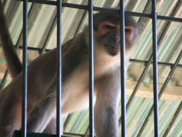 Denuncian el estado ilegal y situación de los animales en los zoos y acuarios españoles