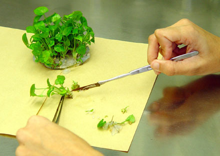 Cómo crecen las plantas