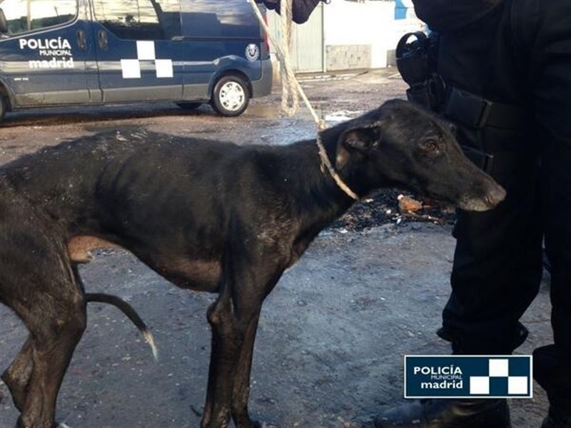 La Policía Municipal de Madrid recupera 40 galgos abandonados