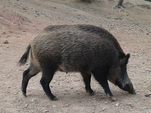 Casi 12.000 jabalíes son abatidos en la Región de Murcia cada año