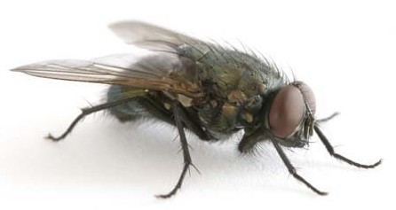 Grupos Ecologistas de los cinco continentes alertan de nuevos riesgos sobre la liberación de moscas transgénicas en España