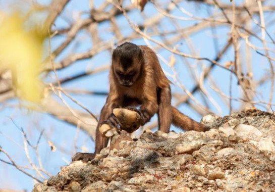 Monos brasileños afilan las piedras a golpes como los humanos (Ver VIDEO)